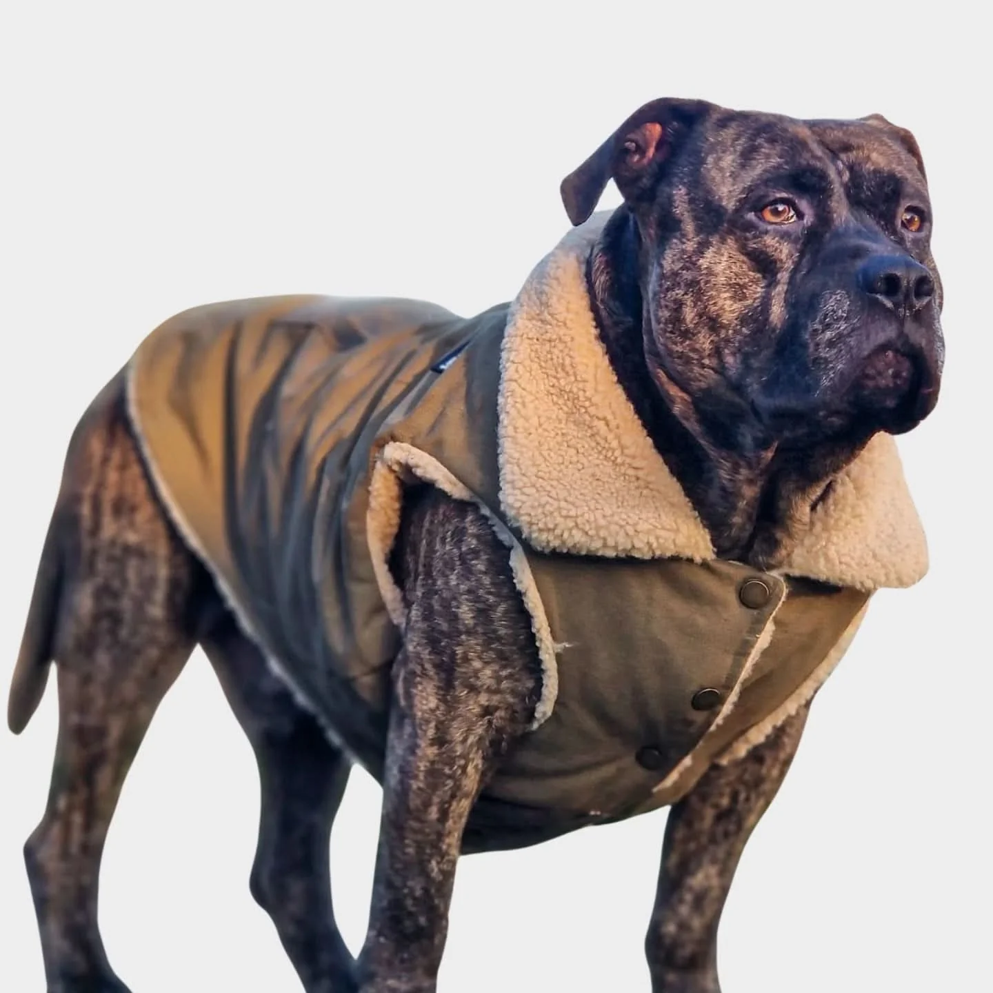 Workdog Insulated Utility Jacket Jackets - Image 8
