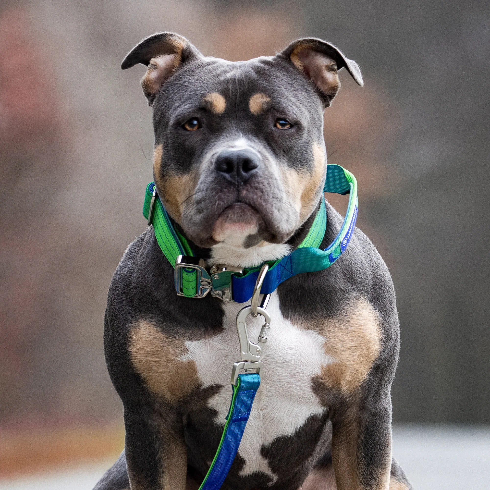 Comfort Control Collar and Multipurpose Leash Sets - Image 21