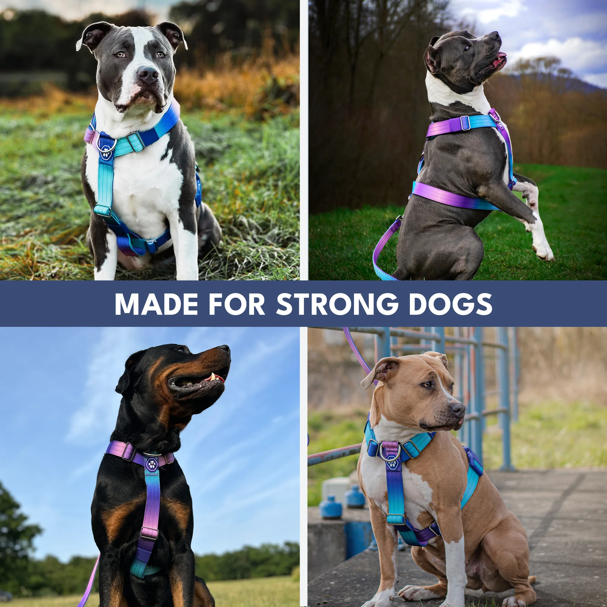 Comfort Control No-Pull Dog Harness Set - 90s Retro - Image 6