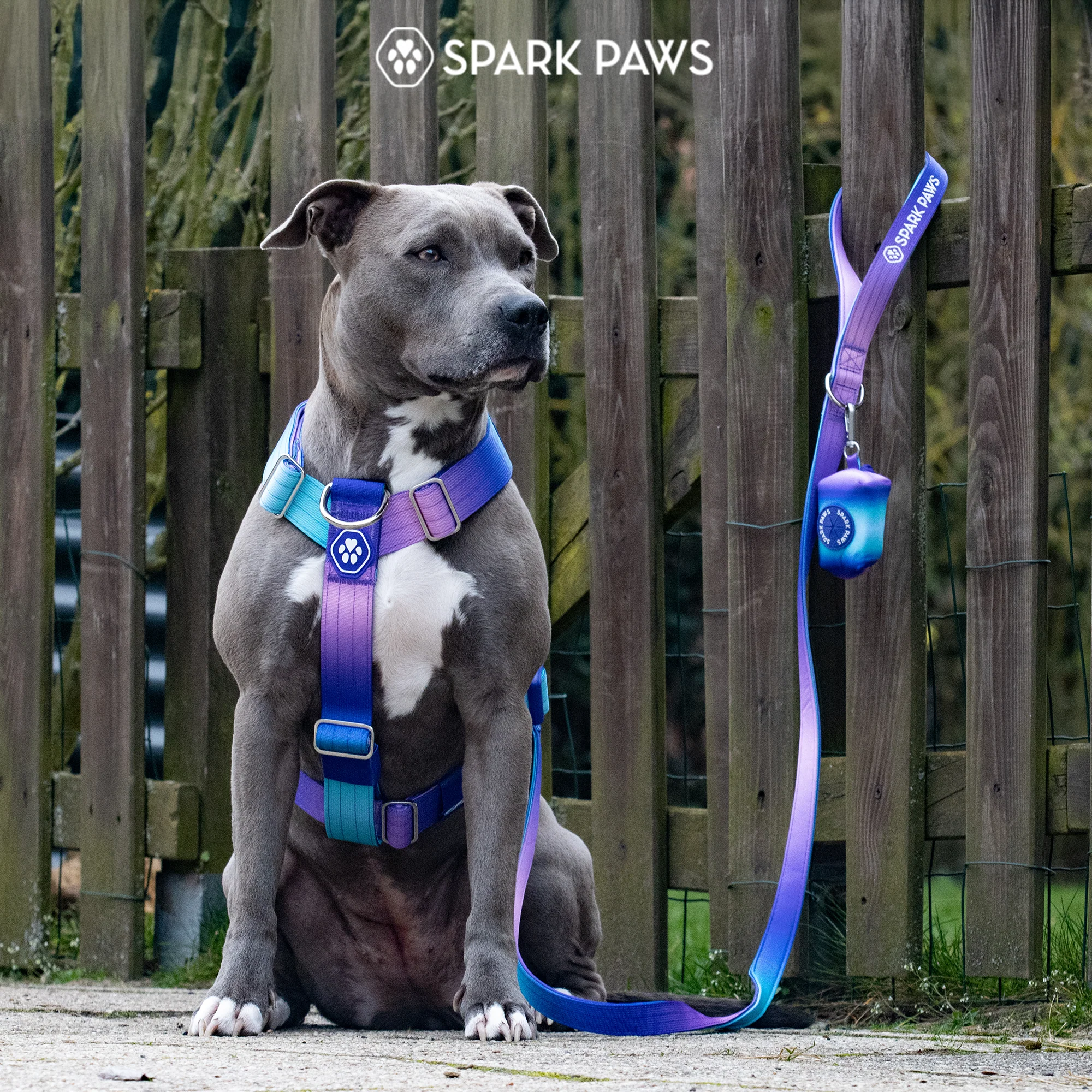 Comfort Control No-Pull Dog Harness Set - 90s Retro - Image 7