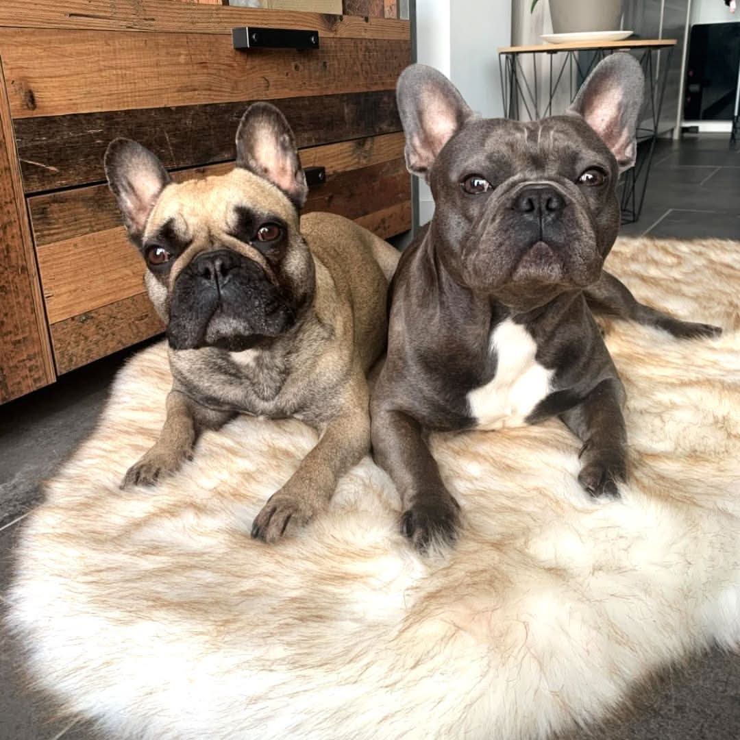 Faux Fur Memory Foam Rug Dog Bed - Image 3