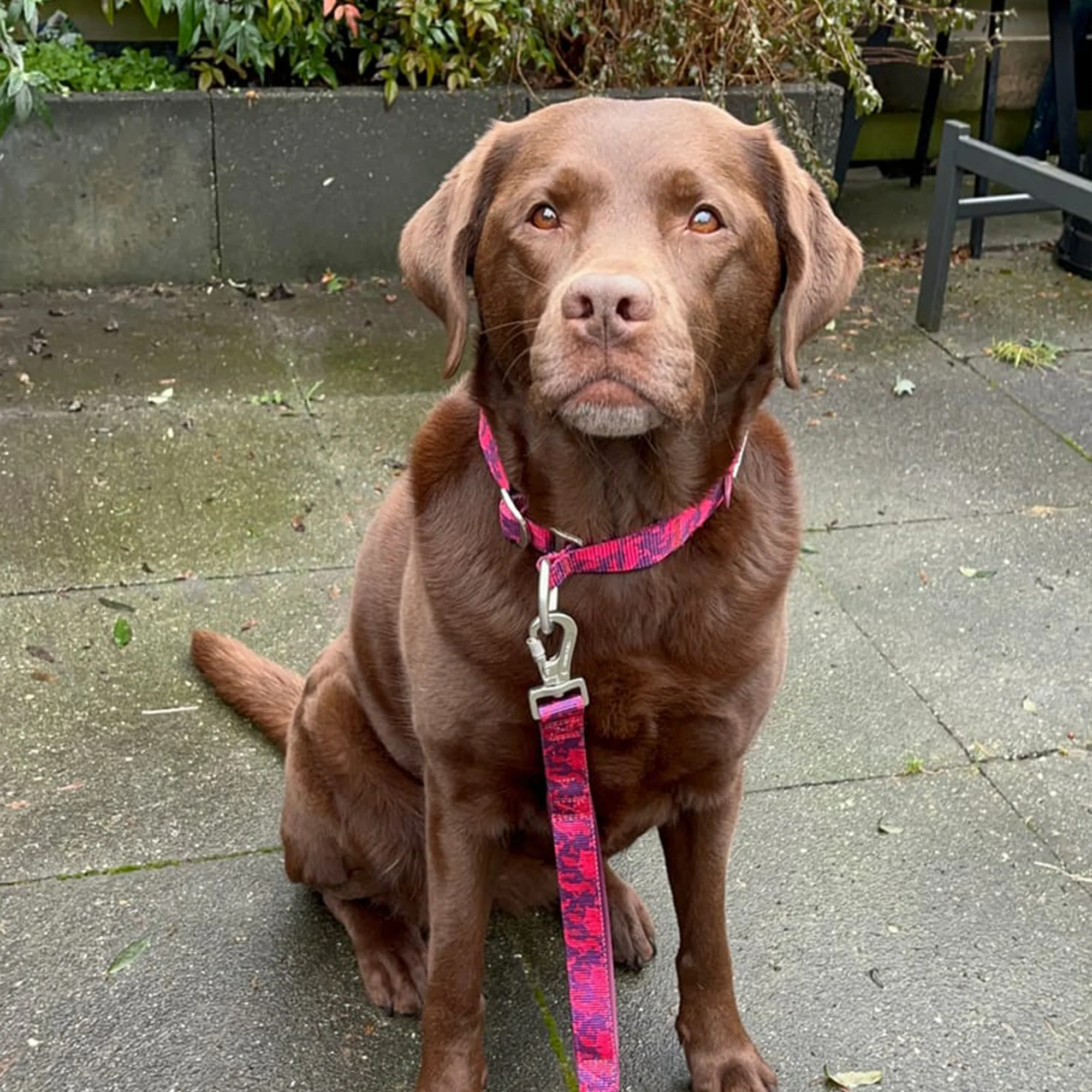 Martingale Collar Set - Fuchsia Camo - Image 10