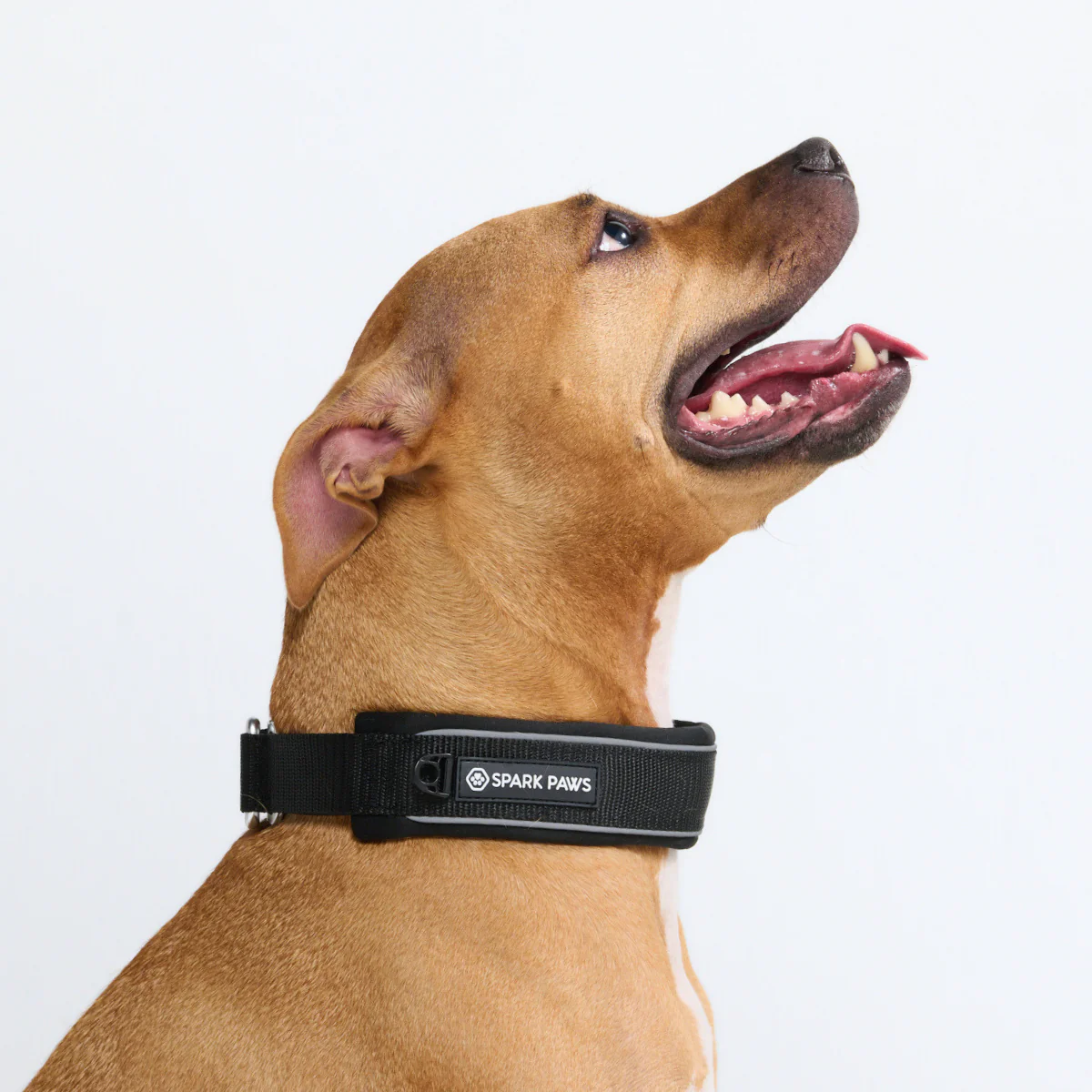 Cushioned Martingale Collars - Image 40