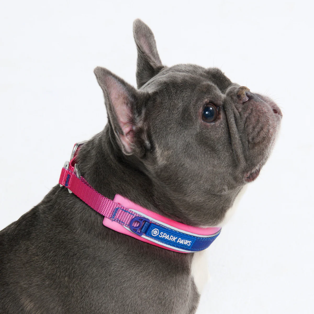 Cushioned Martingale Collars - Image 57