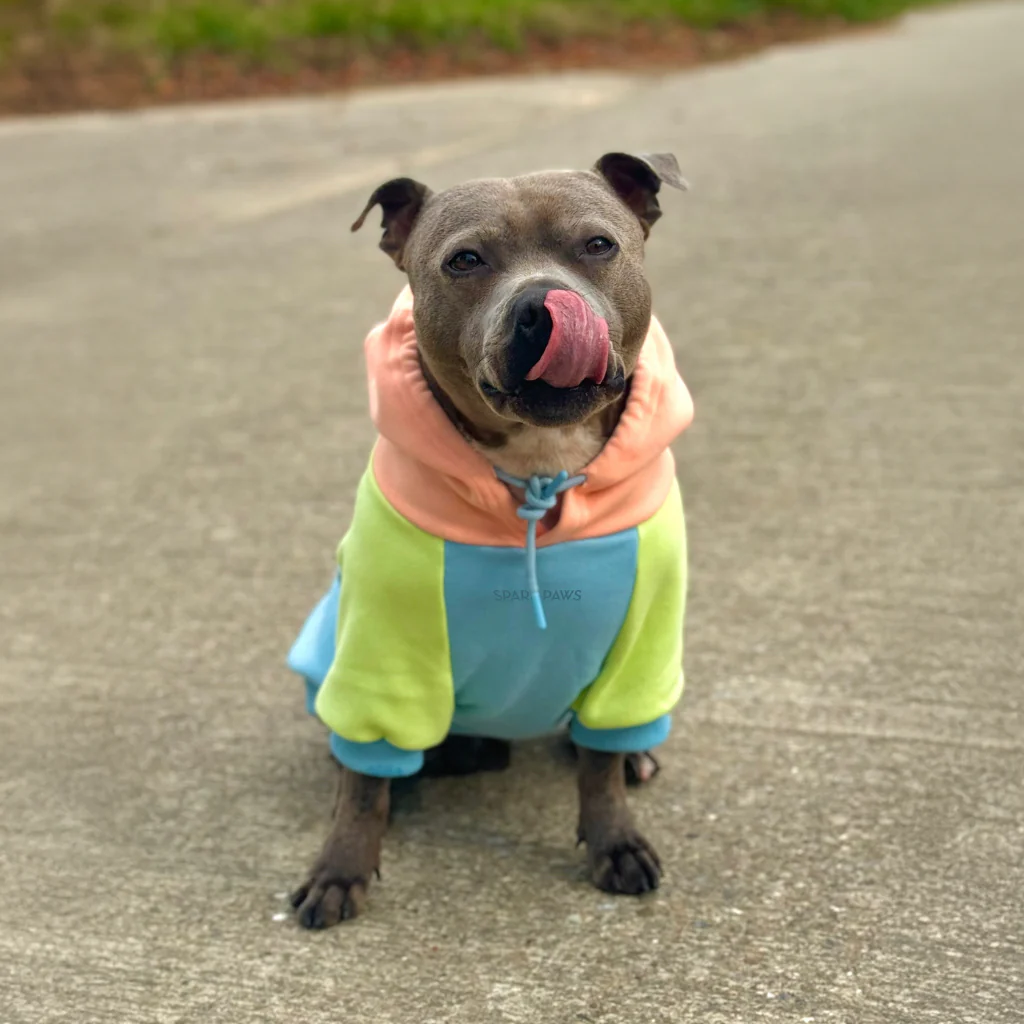 Jelly Bean Dog Hoodie - Image 11