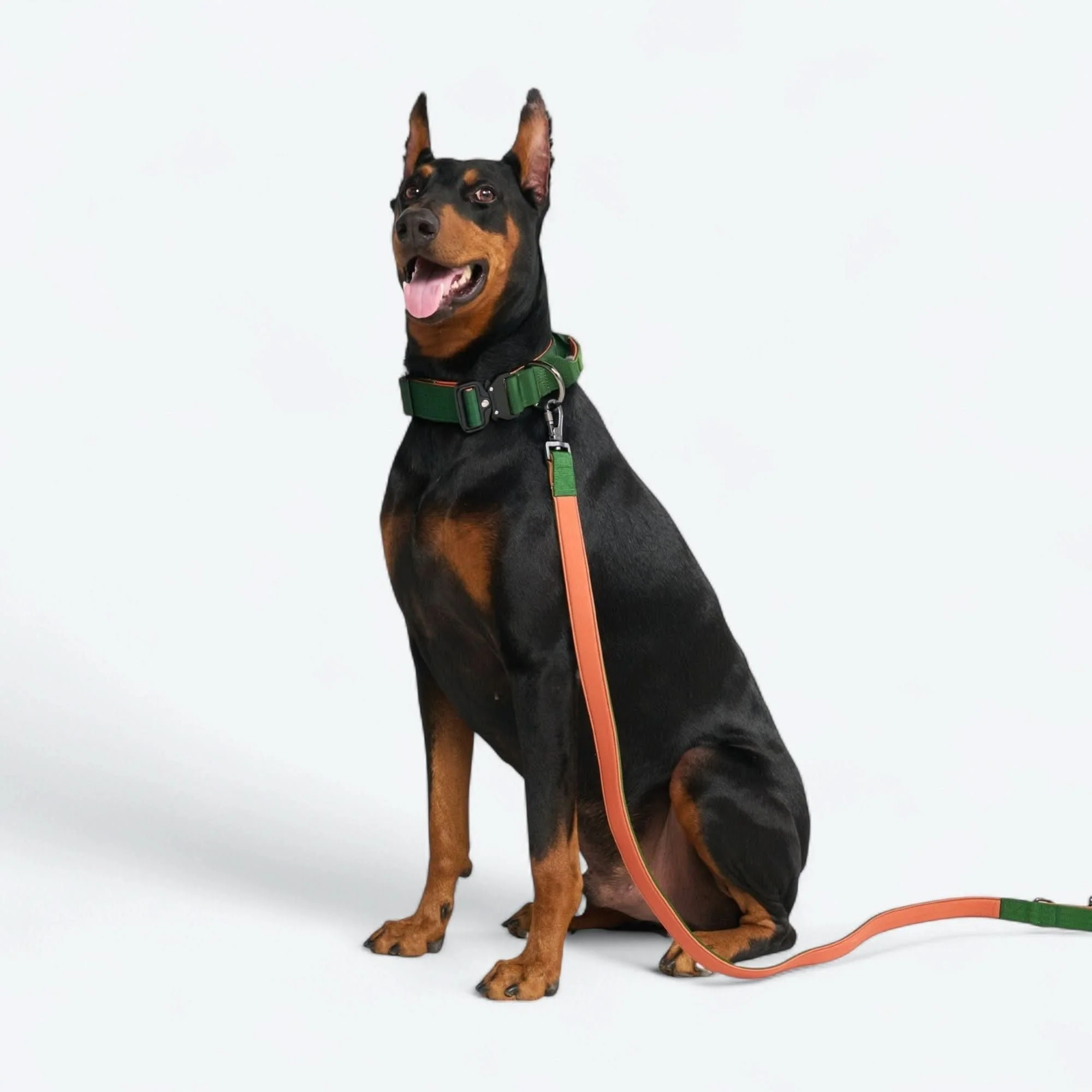 Comfort Control Collar Set - Green Orange - Image 6