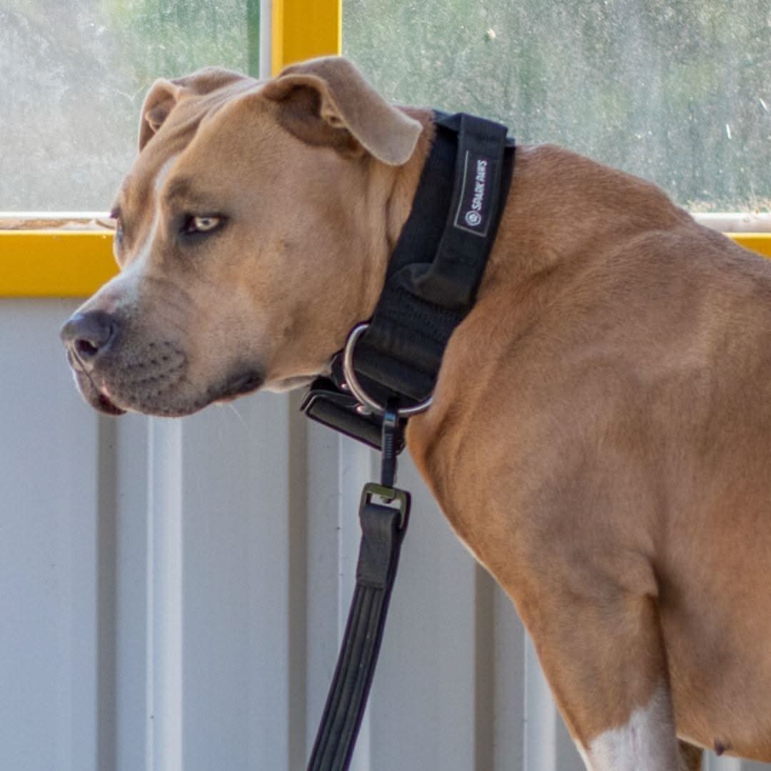 Comfort Control Dog Collars - Image 43