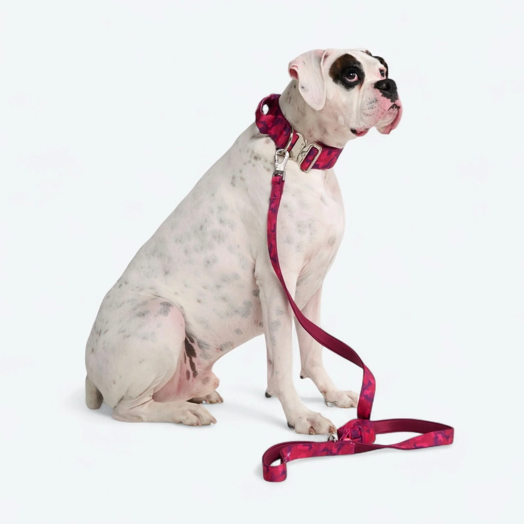 Comfort Control Dog Collars - Image 90