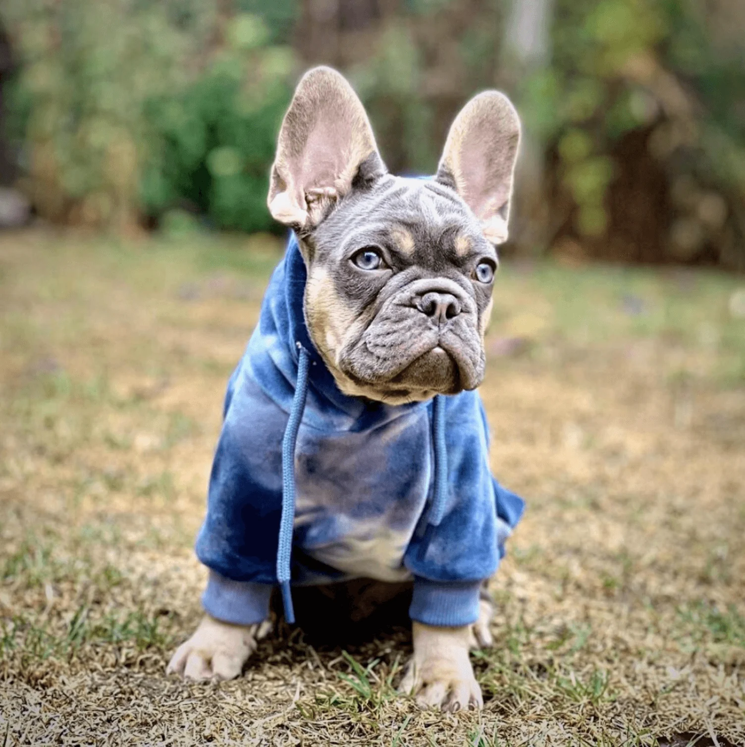 Velvet Human Hoodie - Sapphire Blue - Image 4